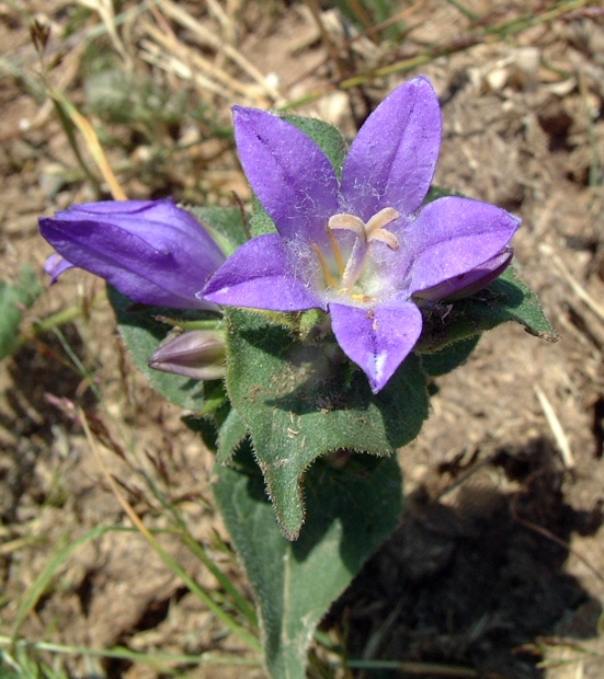 campanula glomerata
